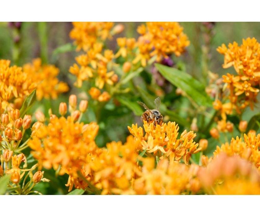 Butterfly Weed